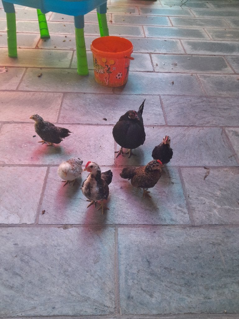 Serama kippen van 3 maanden en 2 maanden oud, Plusieurs animaux, Poule ou poulet