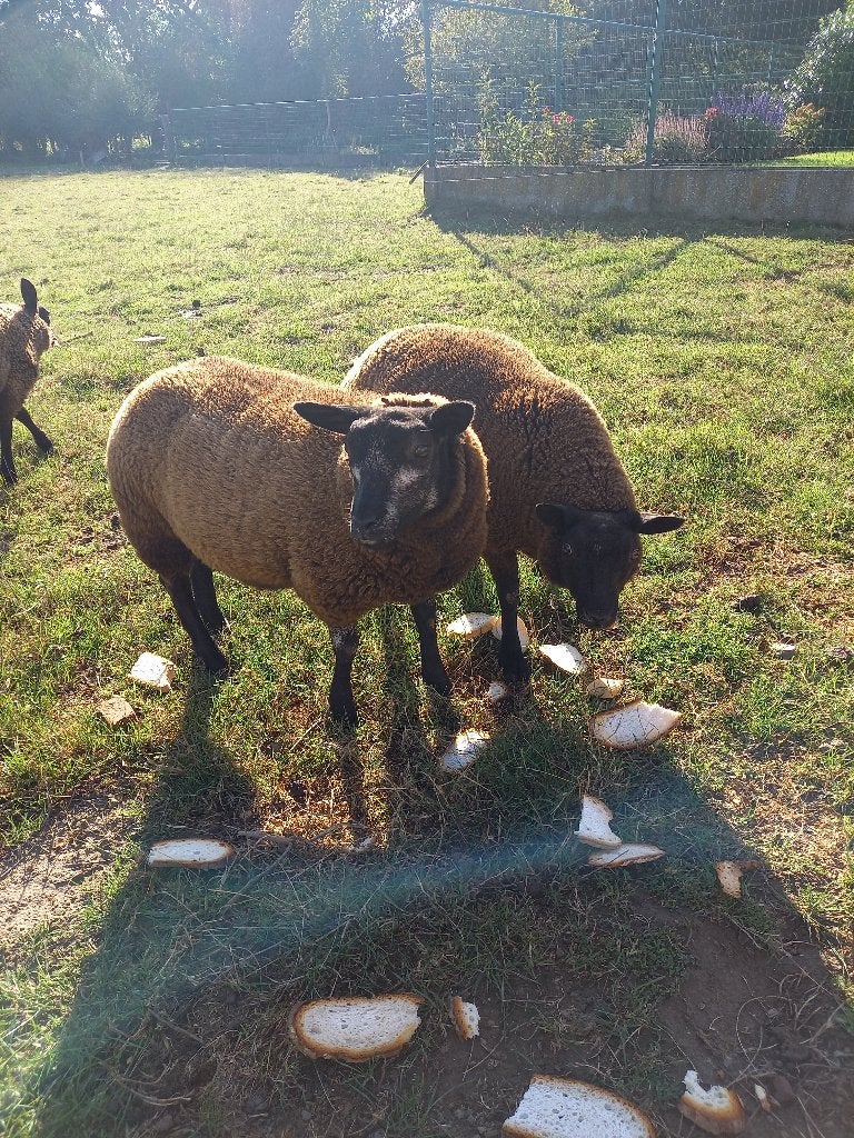Blauwe texel ooien, Dieren en Toebehoren, Schapen, Geiten en Varkens, Vrouwelijk, Schaap, 0 tot 2 jaar