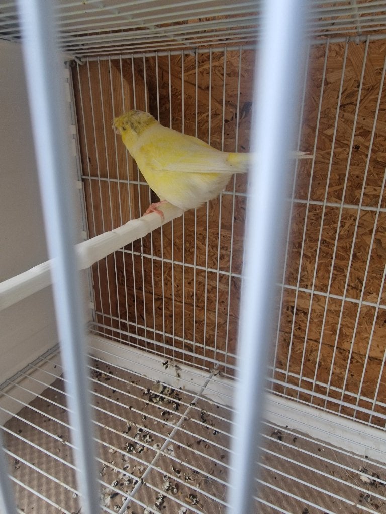 Gloster pop, Dieren en Toebehoren, Vogels | Kanaries, Vrouwelijk, Kleurkanarie