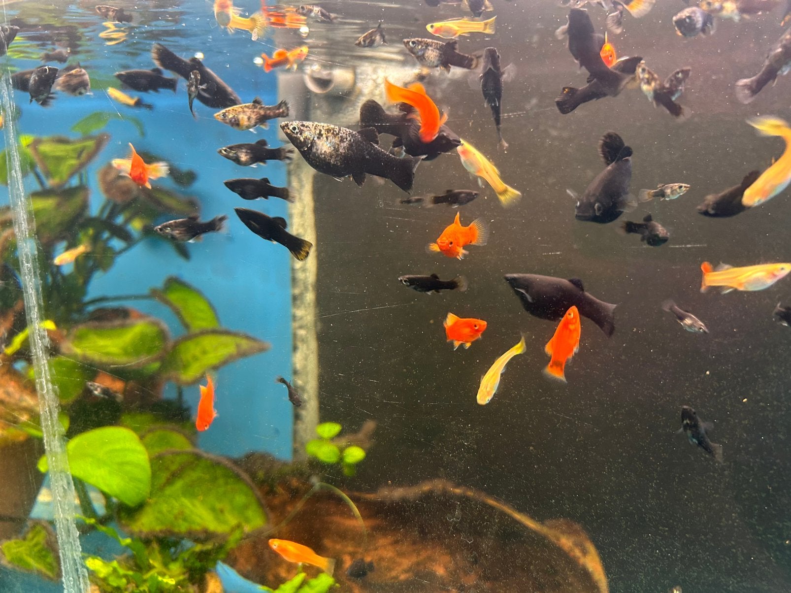 Black molly’s -platy’s- guppy’s, Vis, Zoetwatervis