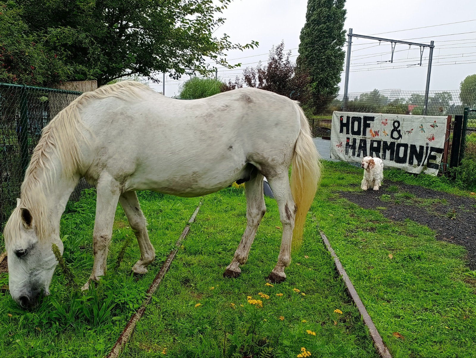 Stal met weide, Weidegang, 2 of 3 paarden of pony's