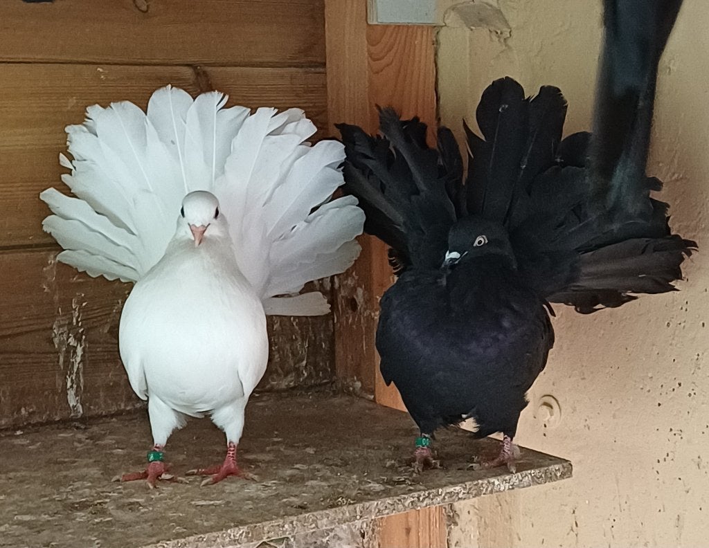 Kweekkoppel pauwstaart, Dieren en Toebehoren, Meerdere dieren, Overige soorten