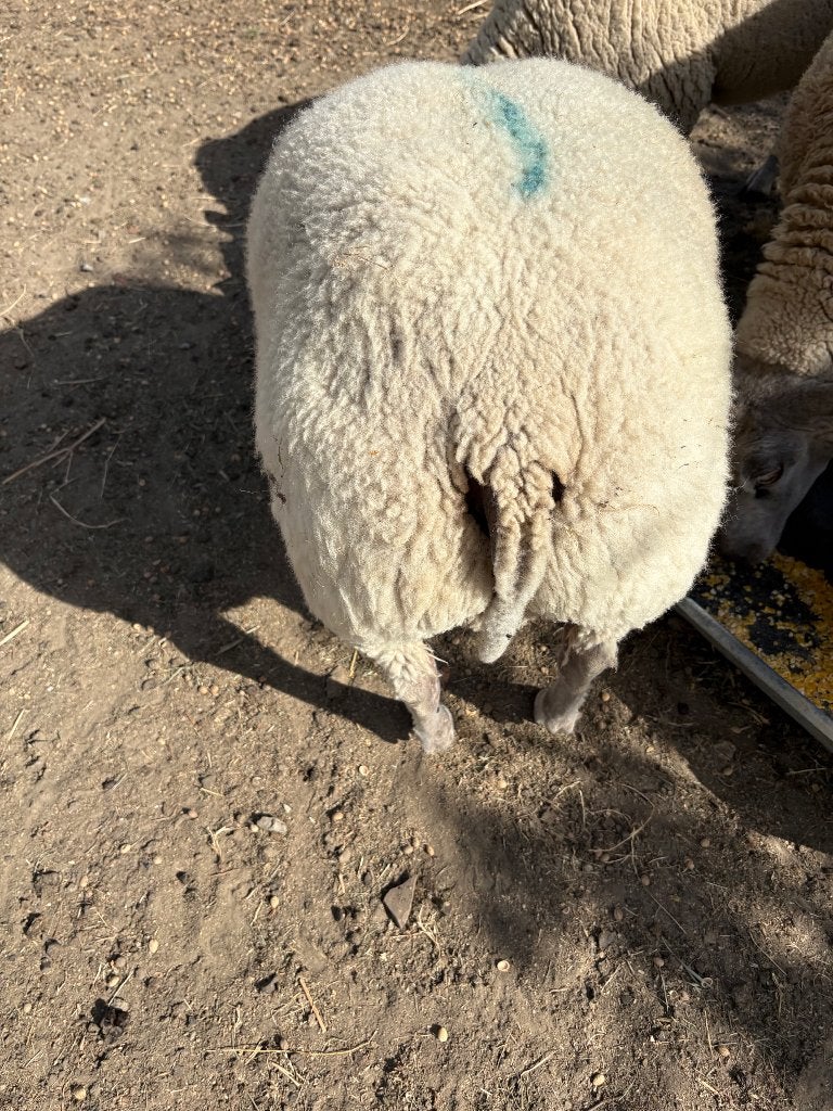 Schapen, Mannelijk, Schaap, 0 tot 2 jaar