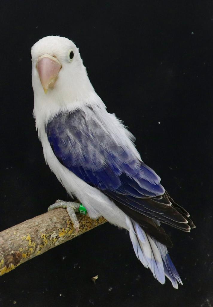 Opaline sf euwing sf violet blauw. Pop, Dieren en Toebehoren, Vogels | Parkieten en Papegaaien, Vrouwelijk, Dwergpapegaai of Agapornis