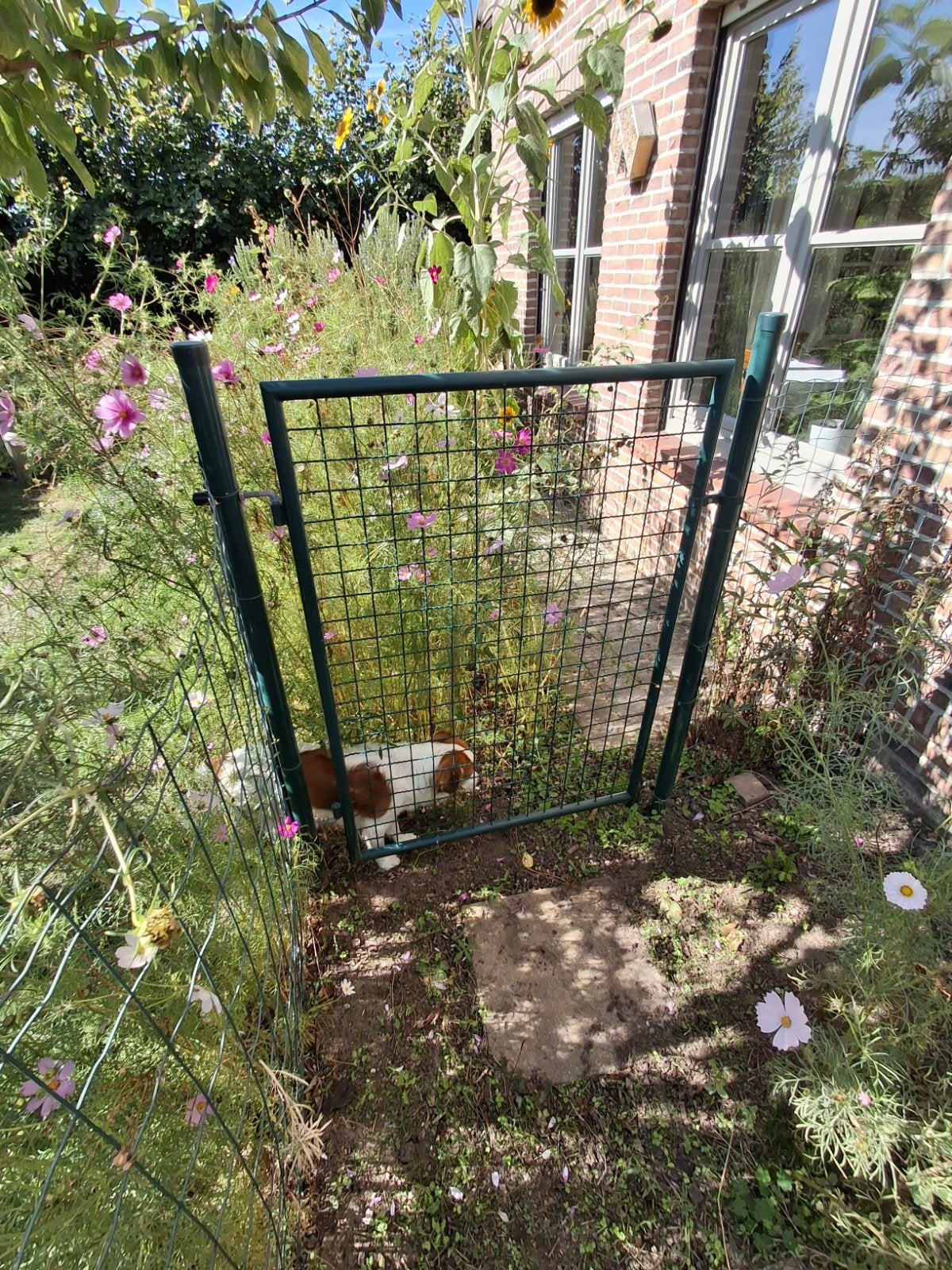 Fermeture en fil vert avec portail, Jardin & Terrasse, Enlèvement, Porte du jardin, Avec portail, Utilisé