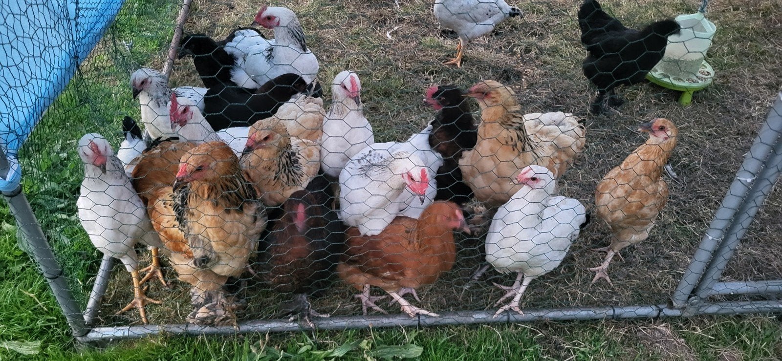 Poules et coq sussex, Animaux & Accessoires