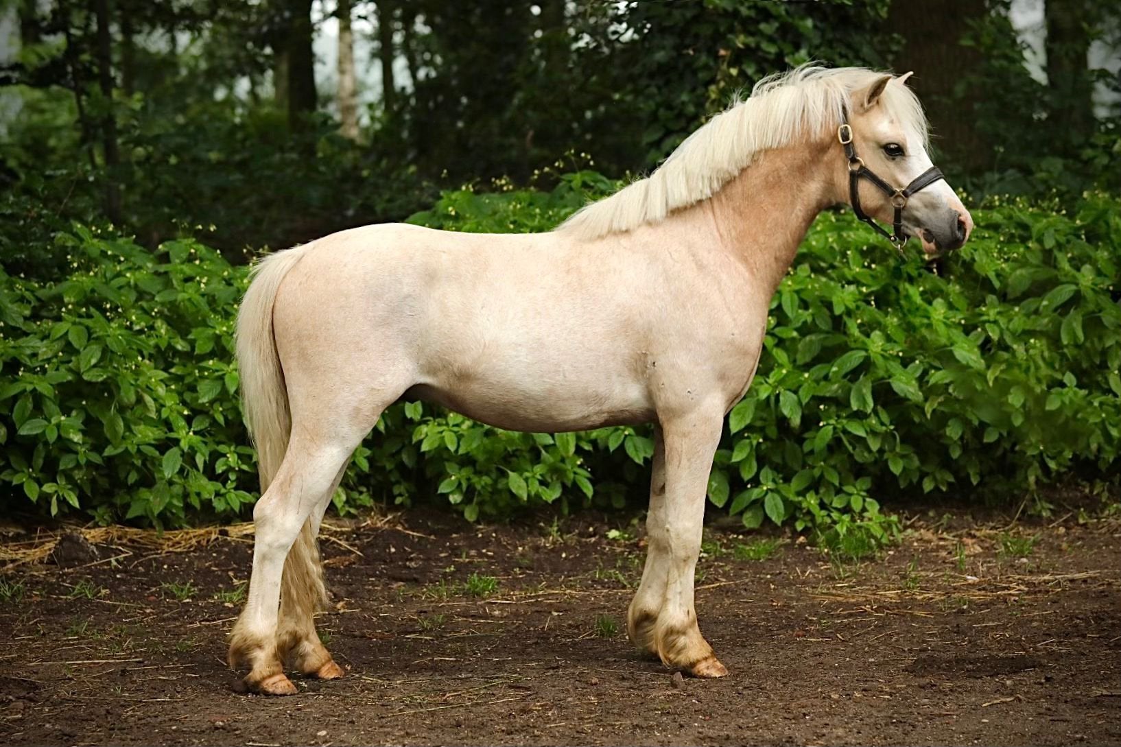 Welsh pony 4j, Dieren en Toebehoren, Pony's, Ruin, Zadelmak