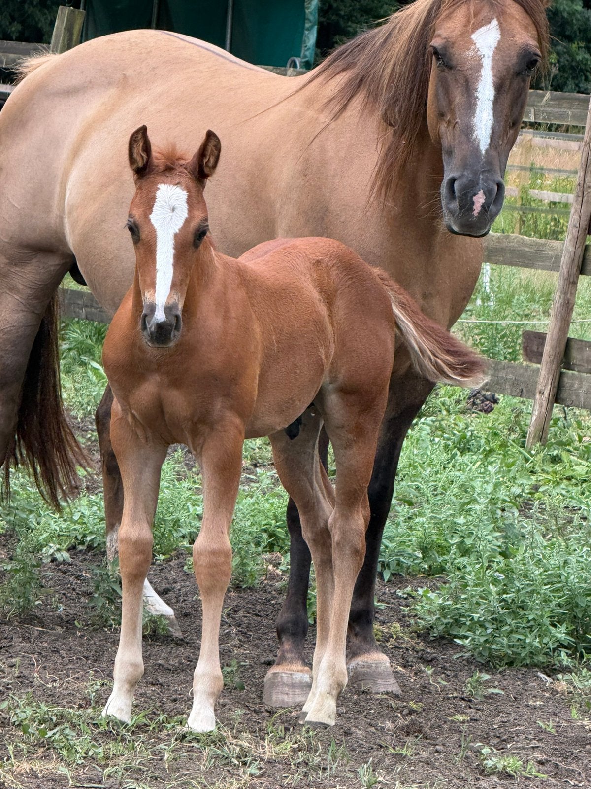 Quarter hengst, Dieren en Toebehoren, Hengst