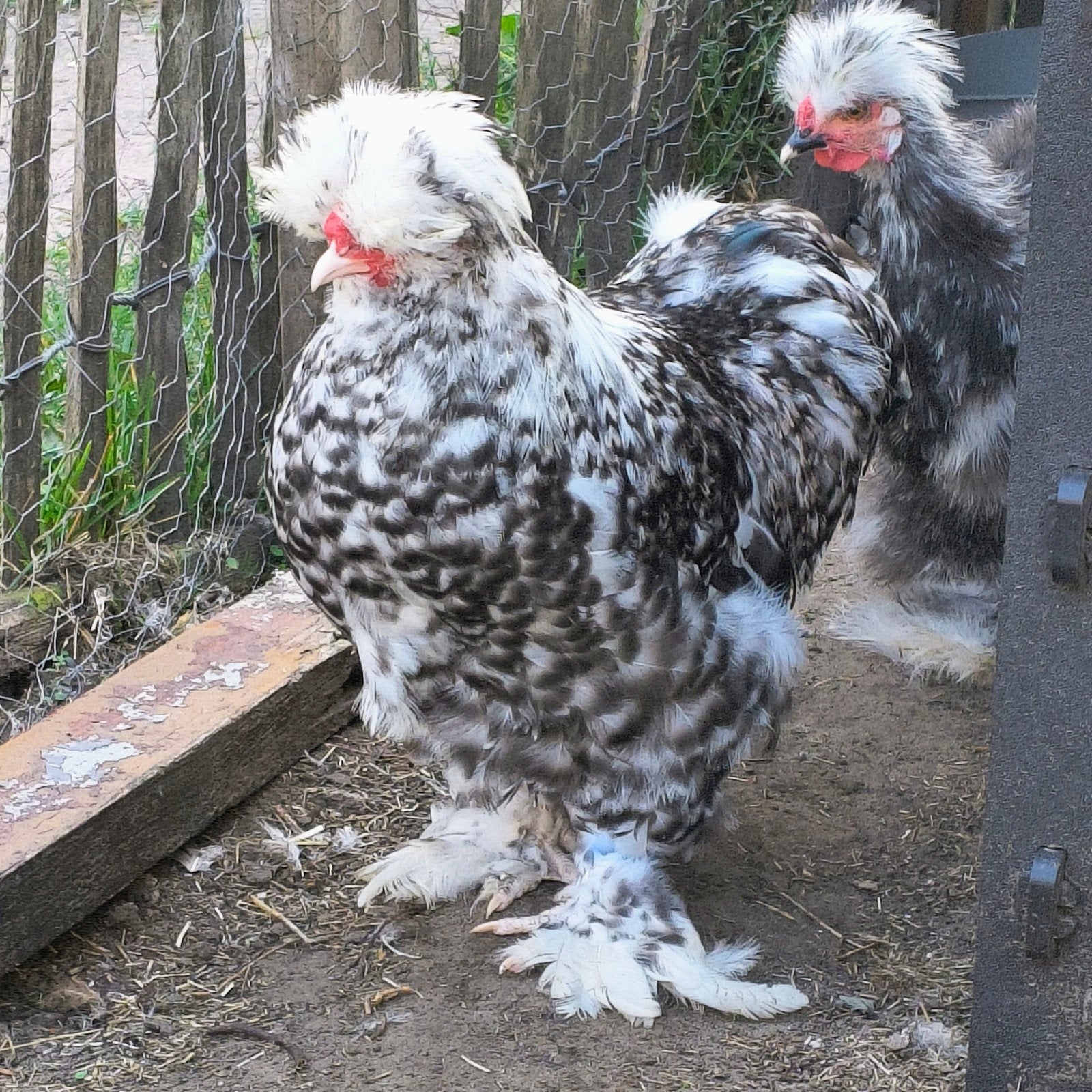 3 gratis zijdehoen haantjes mottled, Mannelijk, Kip