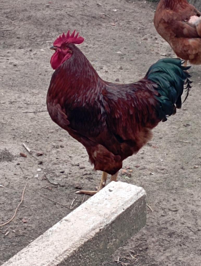 1 Red Island Haan, Dieren en Toebehoren, Pluimvee, Mannelijk, Kip