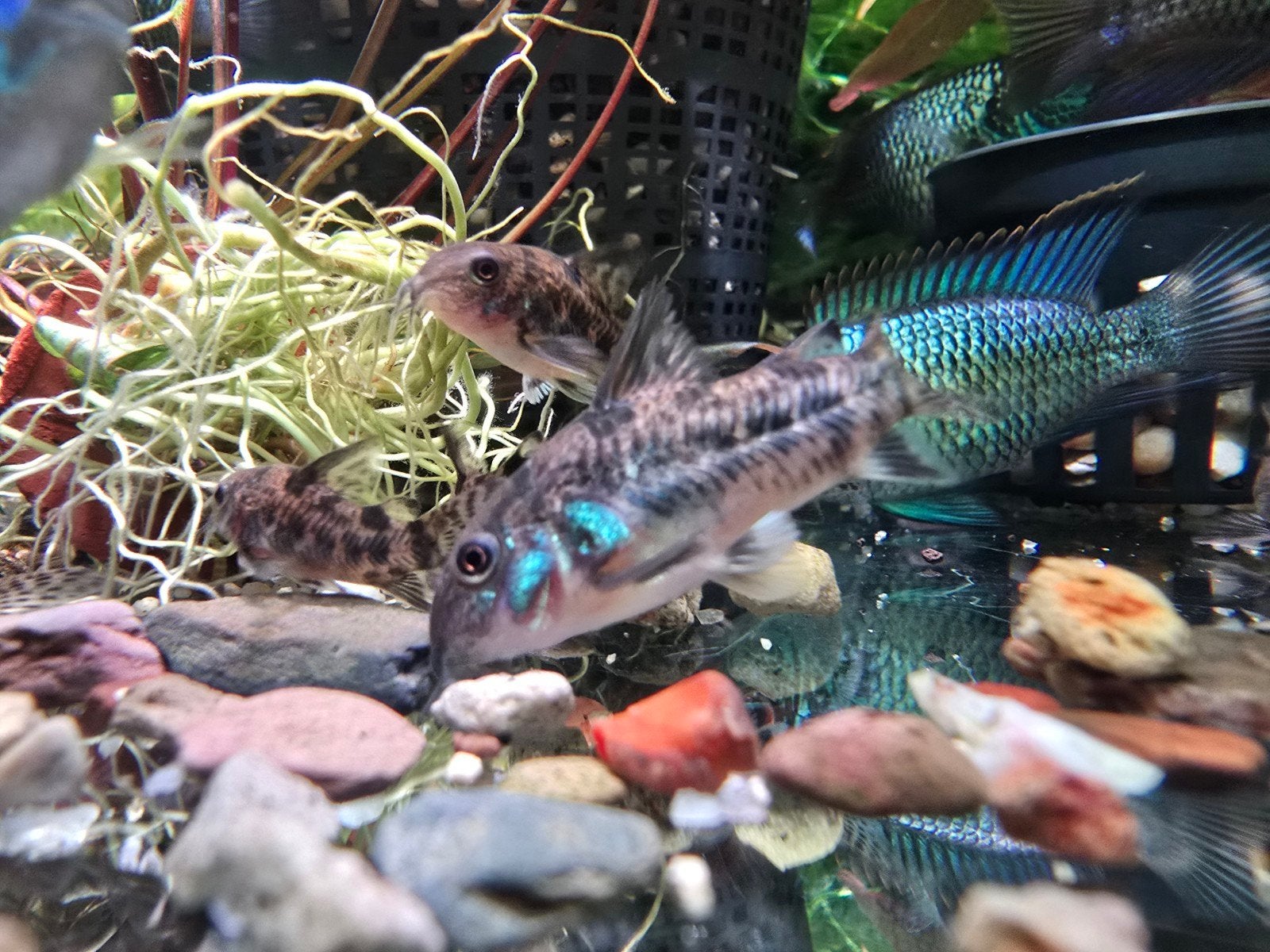 Corydoras paleatus