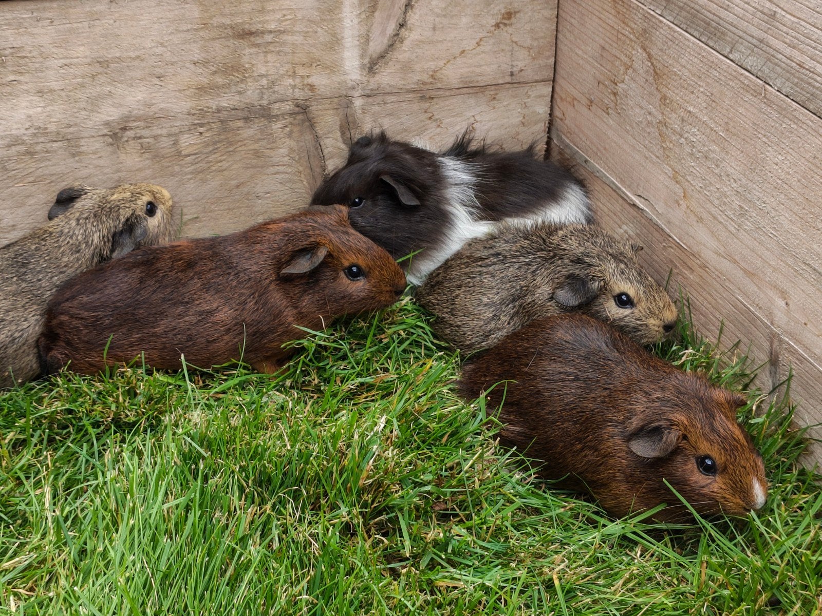 Cavia, Enlèvement, Cobaye