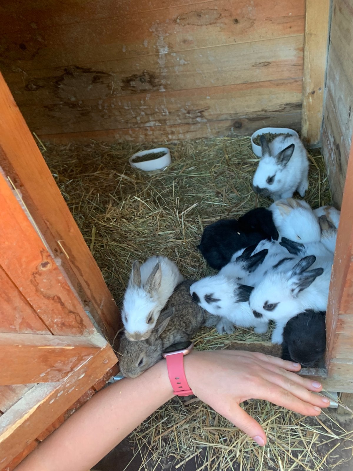 Reuze vlinder konijnen (Groot Lotharinger), Dieren en Toebehoren
