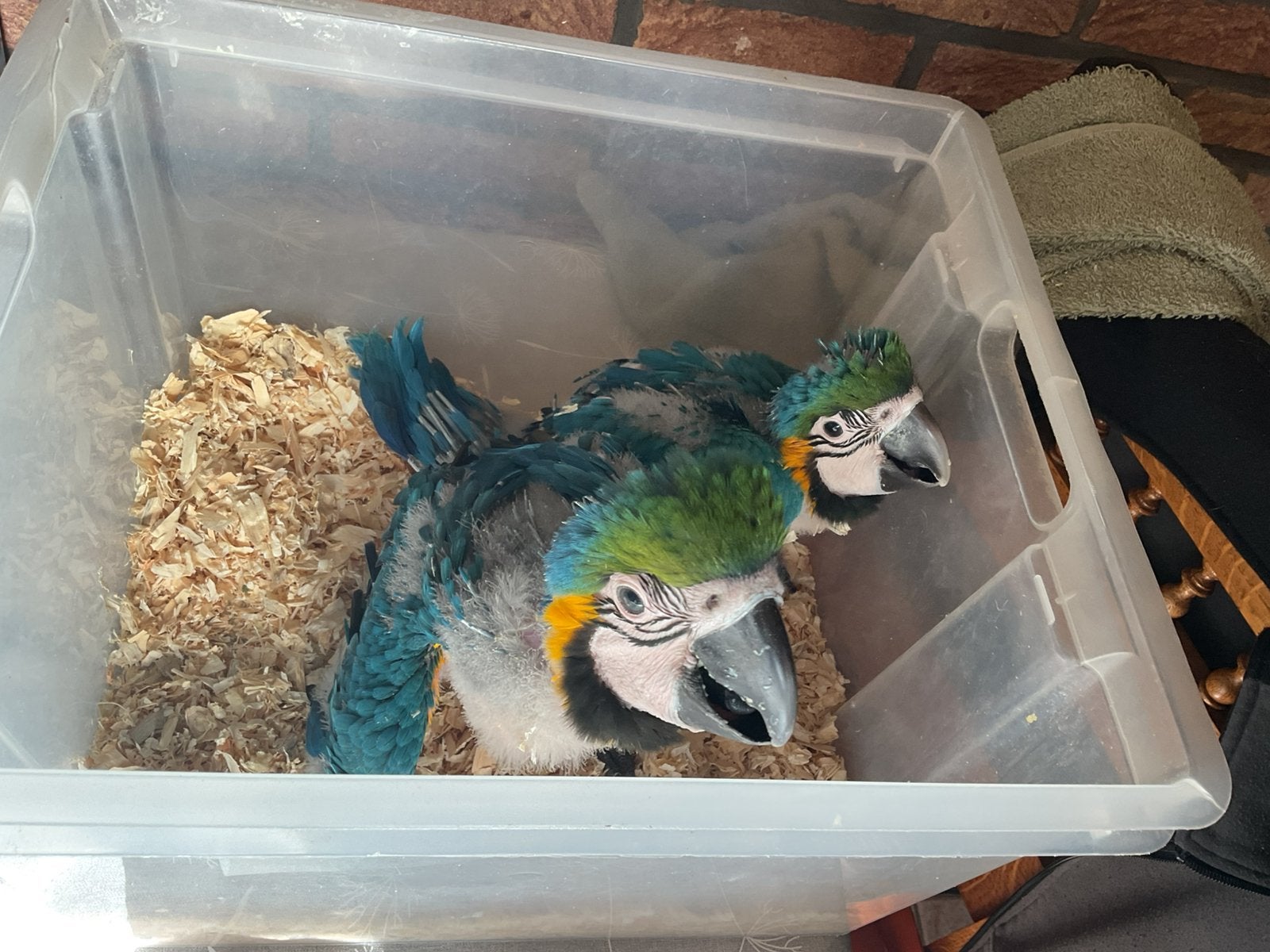 Blauw gele ara handtam, Meerdere dieren, Papegaai, Tam