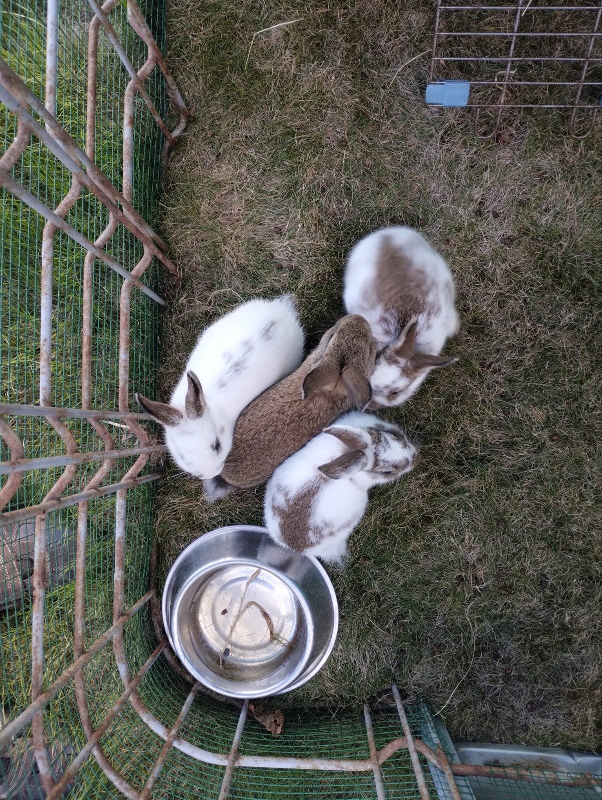petits lapins nains, Juillet, Sexe inconnu