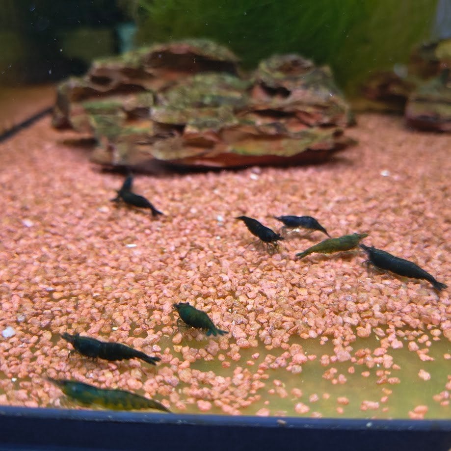 groene garnalen, Dieren en Toebehoren