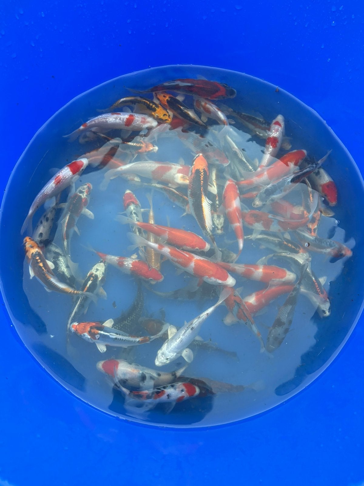 Japanse tossai koi, Dieren en Toebehoren, Vissen | Vijvervissen, Karper of Koi