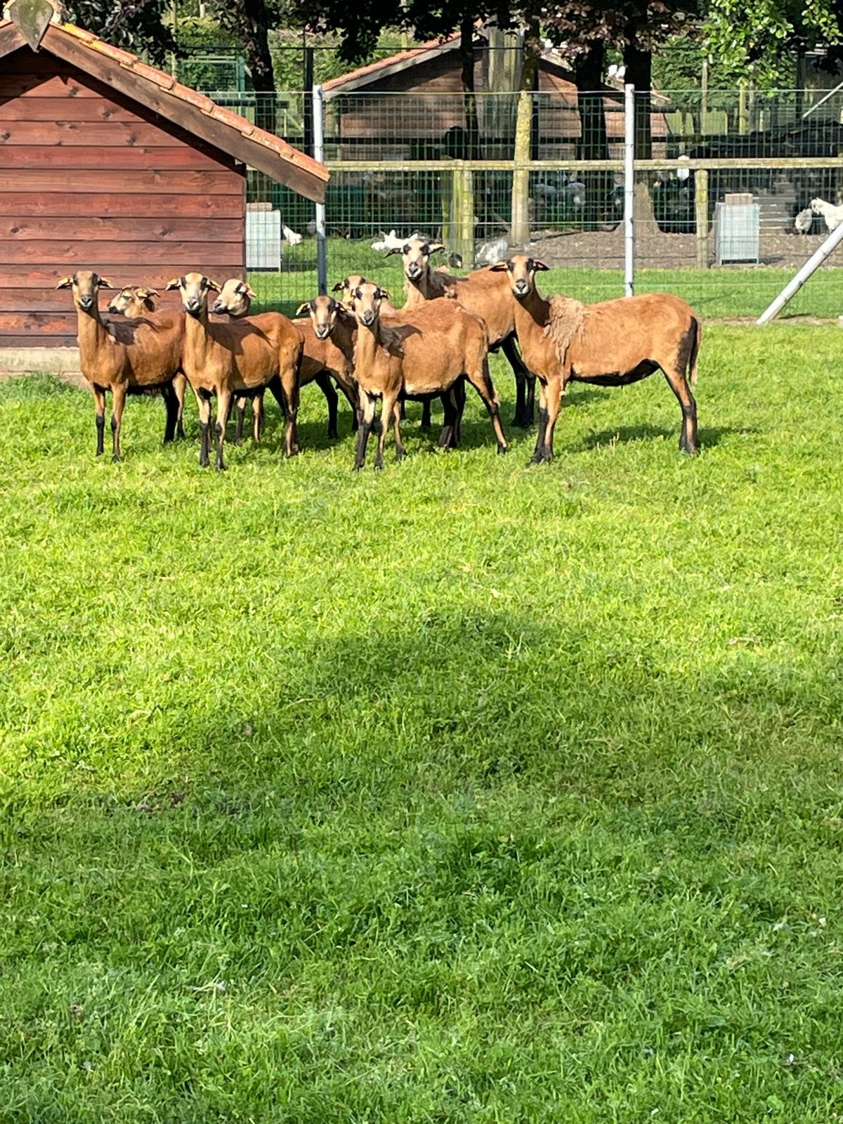 Kameroen ooien drachtig, Dieren en Toebehoren, Schapen, Geiten en Varkens, Vrouwelijk, Schaap, 0 tot 2 jaar