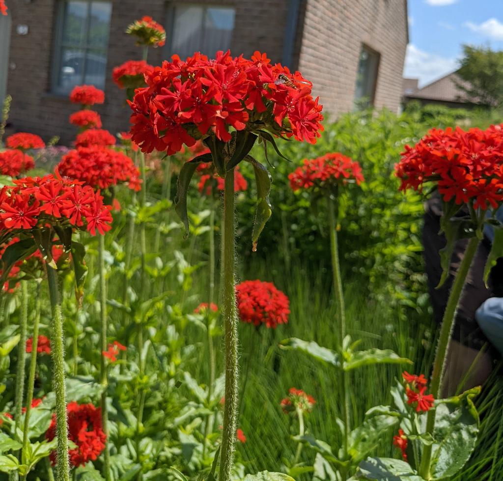 Lychnis chalcedonica - brandende liefde (P9, 10 voor 20€), Autres espèces, Plein soleil, Été, Enlèvement