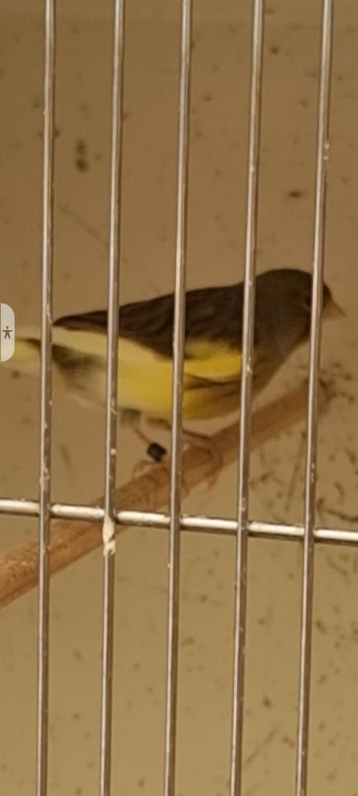 Kanarie man bont 2025., Dieren en Toebehoren, Vogels | Kanaries, Mannelijk, Kleurkanarie