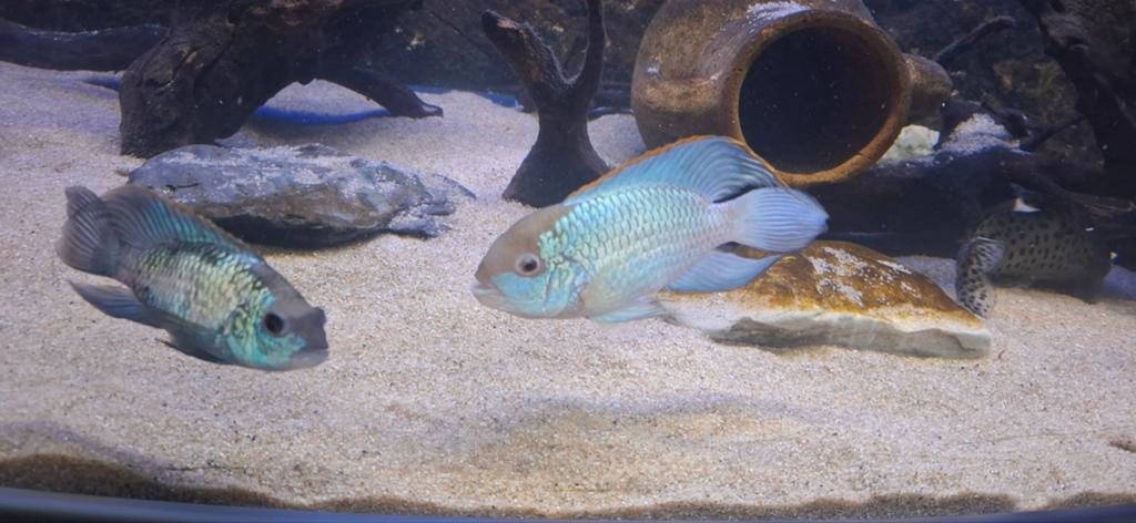 Electric blue acara, Dieren en Toebehoren, Vissen | Aquariumvissen