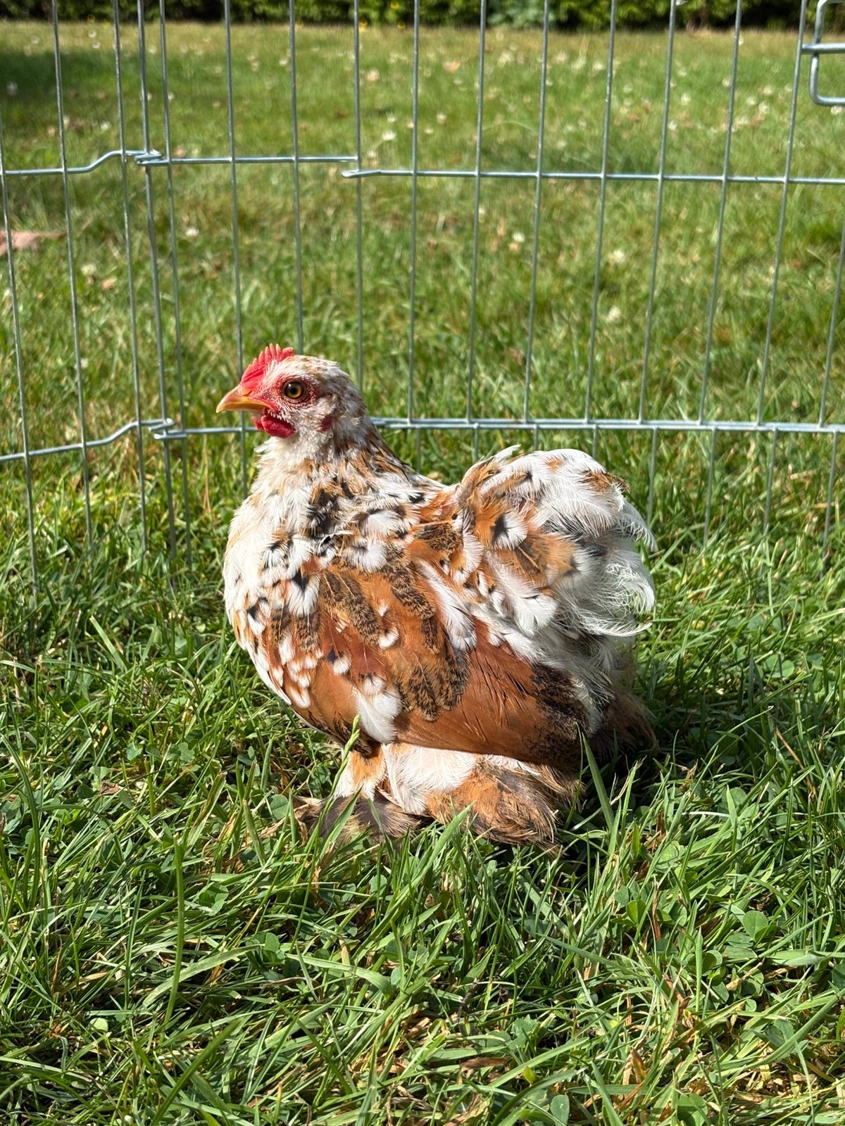 Cochin kriel haan 1 gladveer en 1 krulveer te koop, Dieren en Toebehoren, Pluimvee