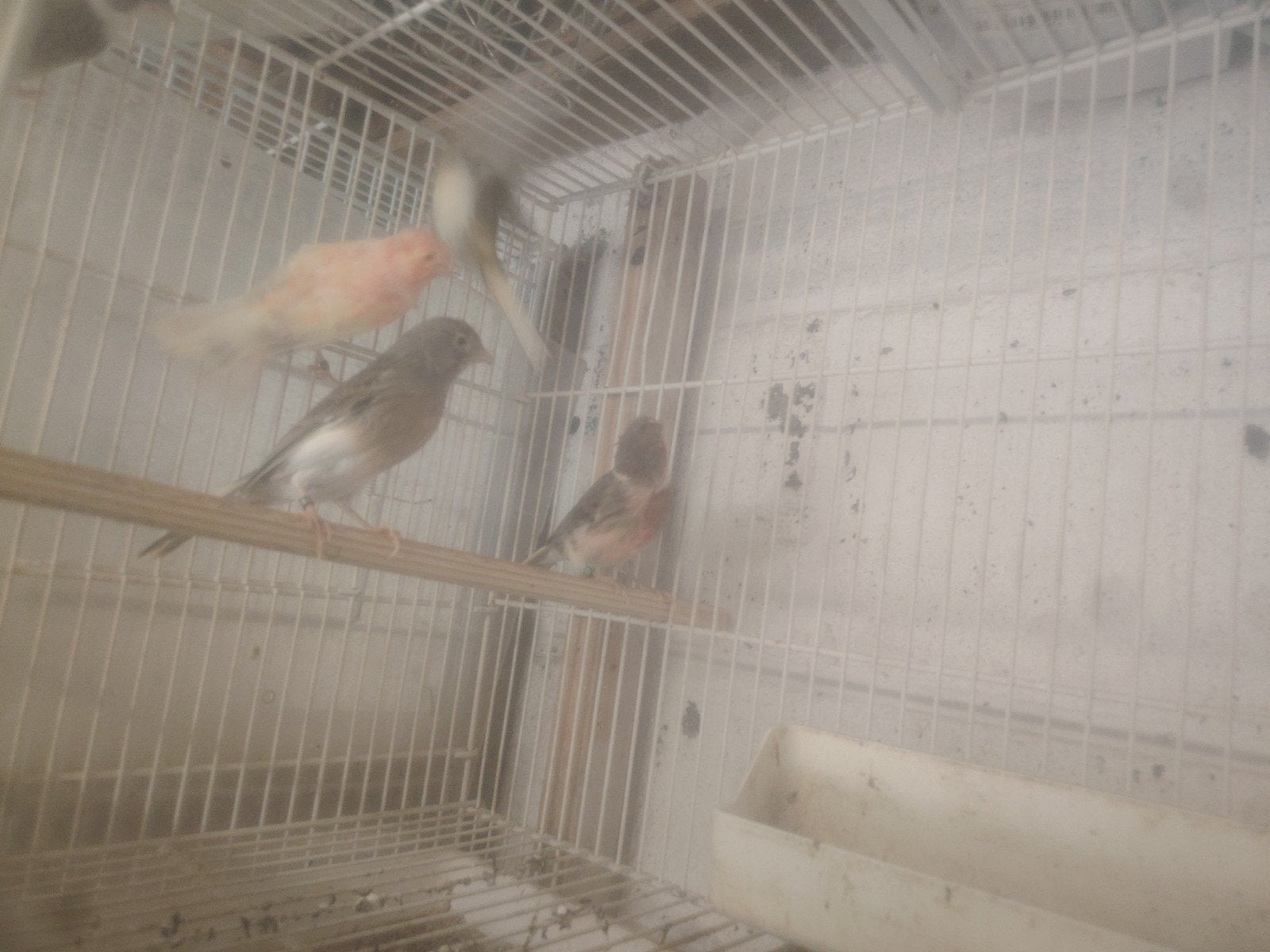 canari Harlekin, Animaux & Accessoires