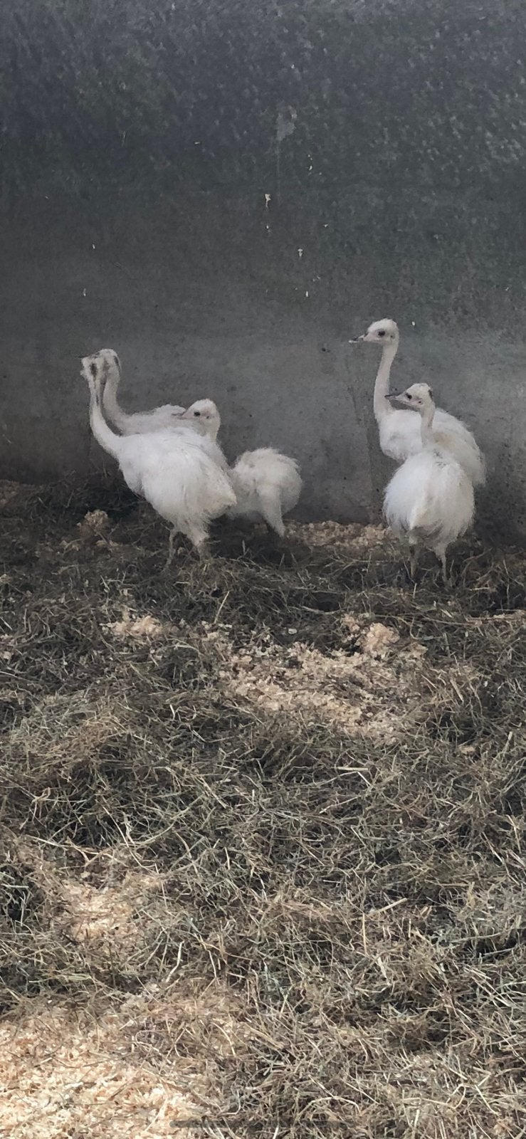 Witte nandoe’s, Dieren en Toebehoren