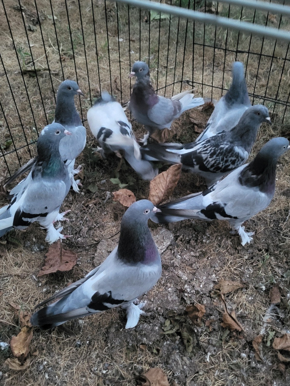 Turkse takla, salto duiven, Animaux & Accessoires, Oiseaux | Pigeons