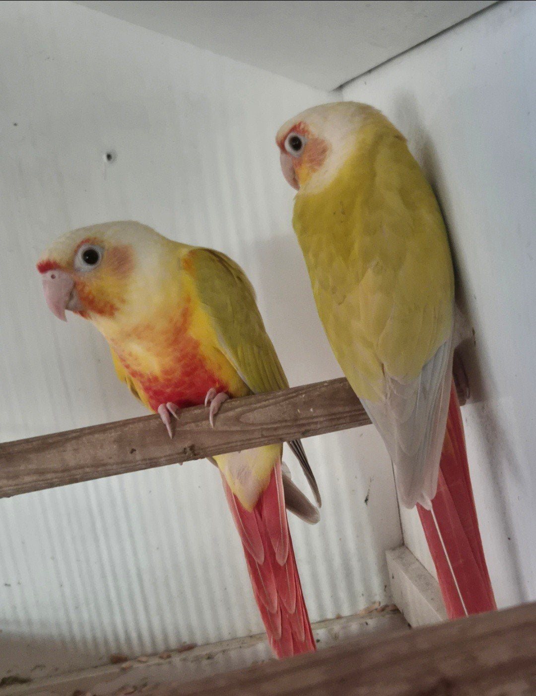 Pyrrhura molinae, Dieren en Toebehoren, Vogels | Toebehoren, Nieuw, Overige typen, Ophalen