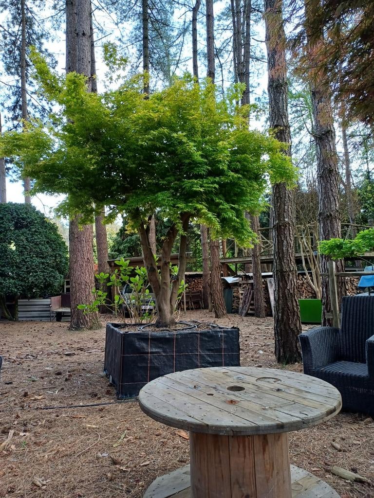 planten, Ophalen, Buxus