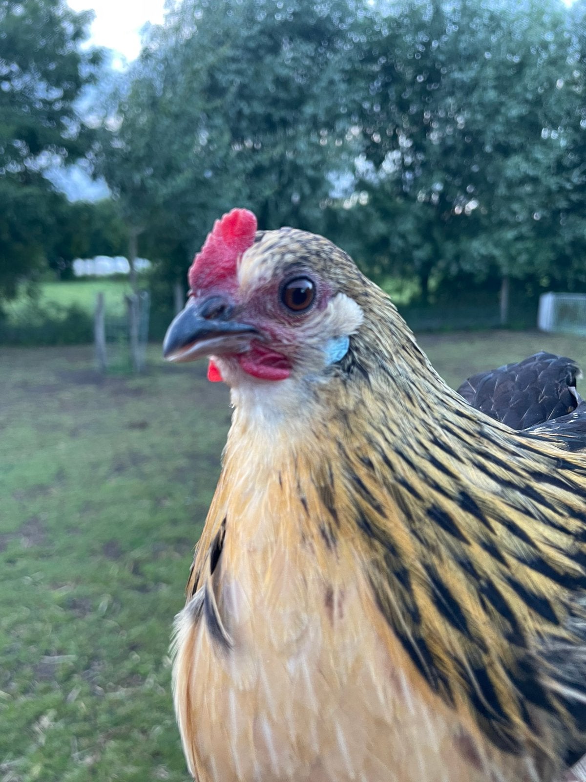 Bassette, Dieren en Toebehoren, Pluimvee