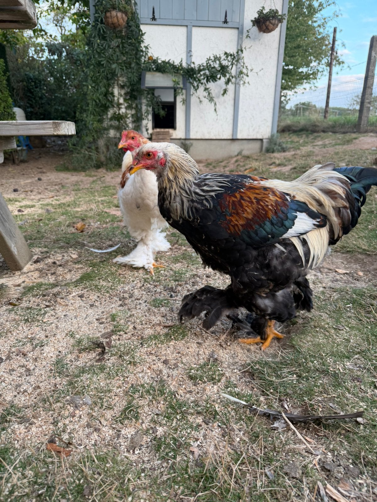 Jonge Brahma hanen, Mannelijk, Kip