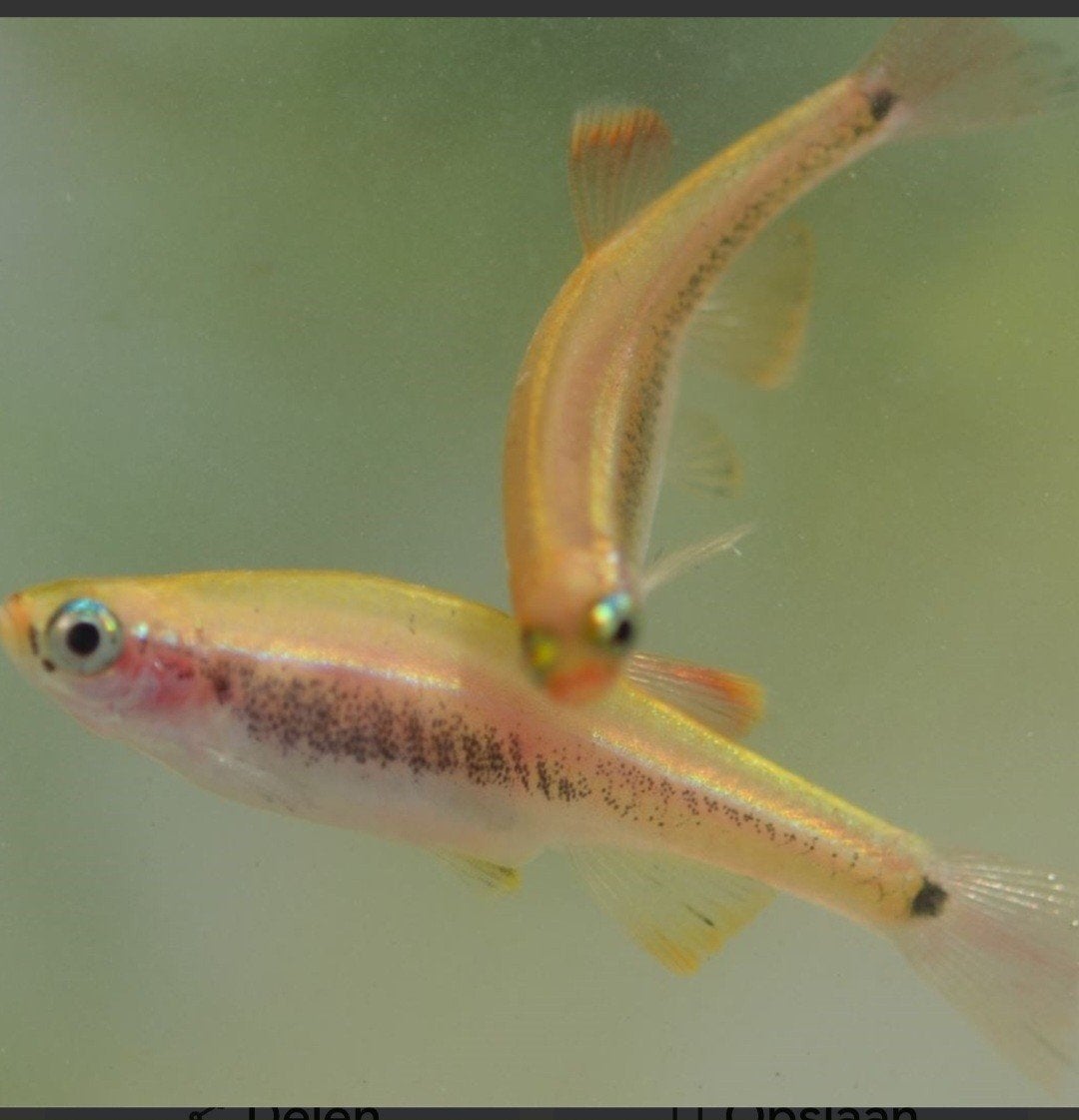Goudelrits, Animaux & Accessoires, Poissons | Poissons d'étang