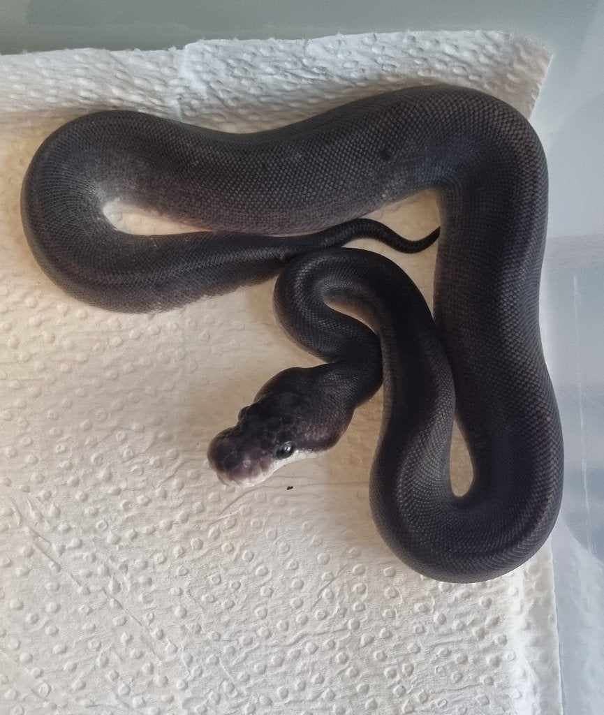 1.0 8 ball ( gravel spotnose clown ) koningspython Ball Python photo 3