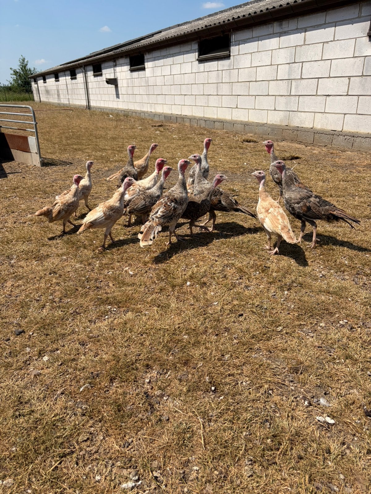Jonge ronquiere kalkoenen, Dieren en Toebehoren, Meerdere dieren, Kalkoen
