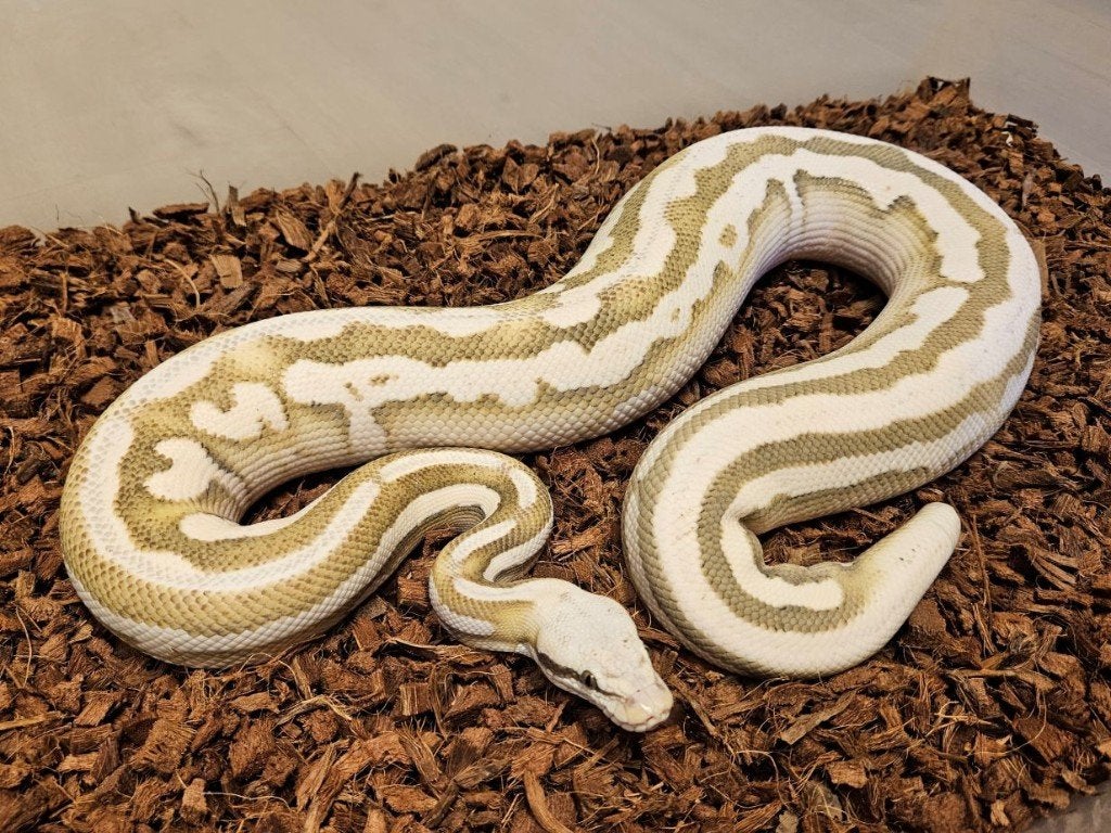 LAST MINUTE HOUTEN DEALS - Diverse koningspythons Ball Python photo 3