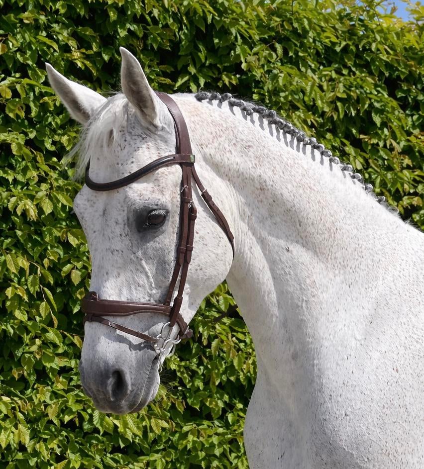 Halve stal gezocht voor Haribo (Zuienkerke)., Animaux & Accessoires, Chevaux, Hongre