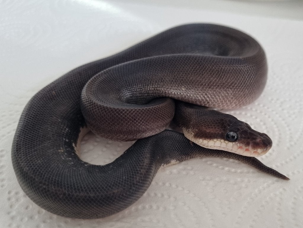 1.0 8 ball ( clown spotnose gravel ) Ball Python - male for sale from Mex