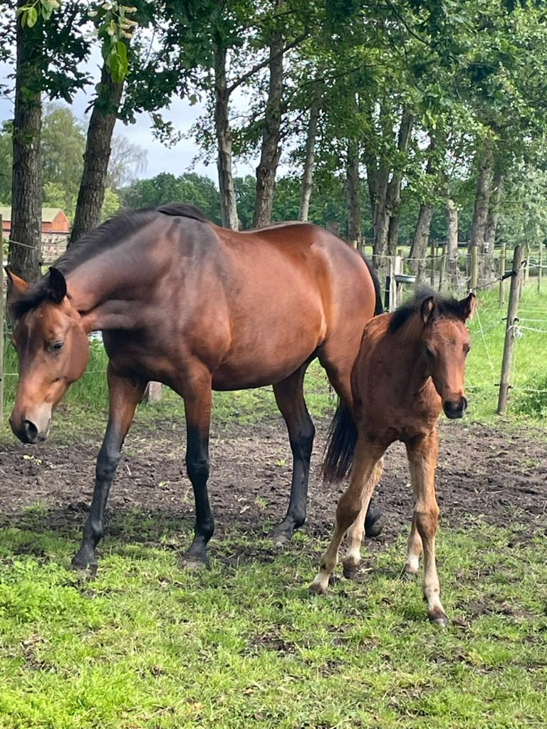 Fokmerrie met zeer mooi Merrieveulen, Dieren en Toebehoren, Paarden, Merrie, Met stamboom, Niet van toepassing, Dressuurpaard