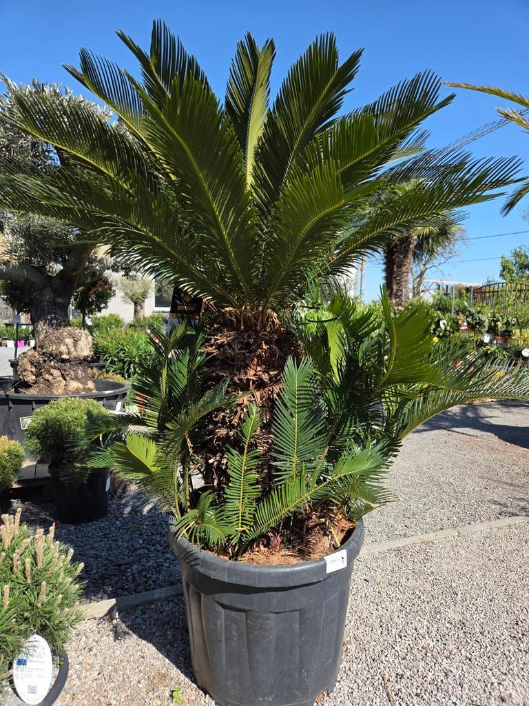 Cycas Revoluta - Vredespalm, Jardin & Terrasse, Bulbes & Semences, Enlèvement