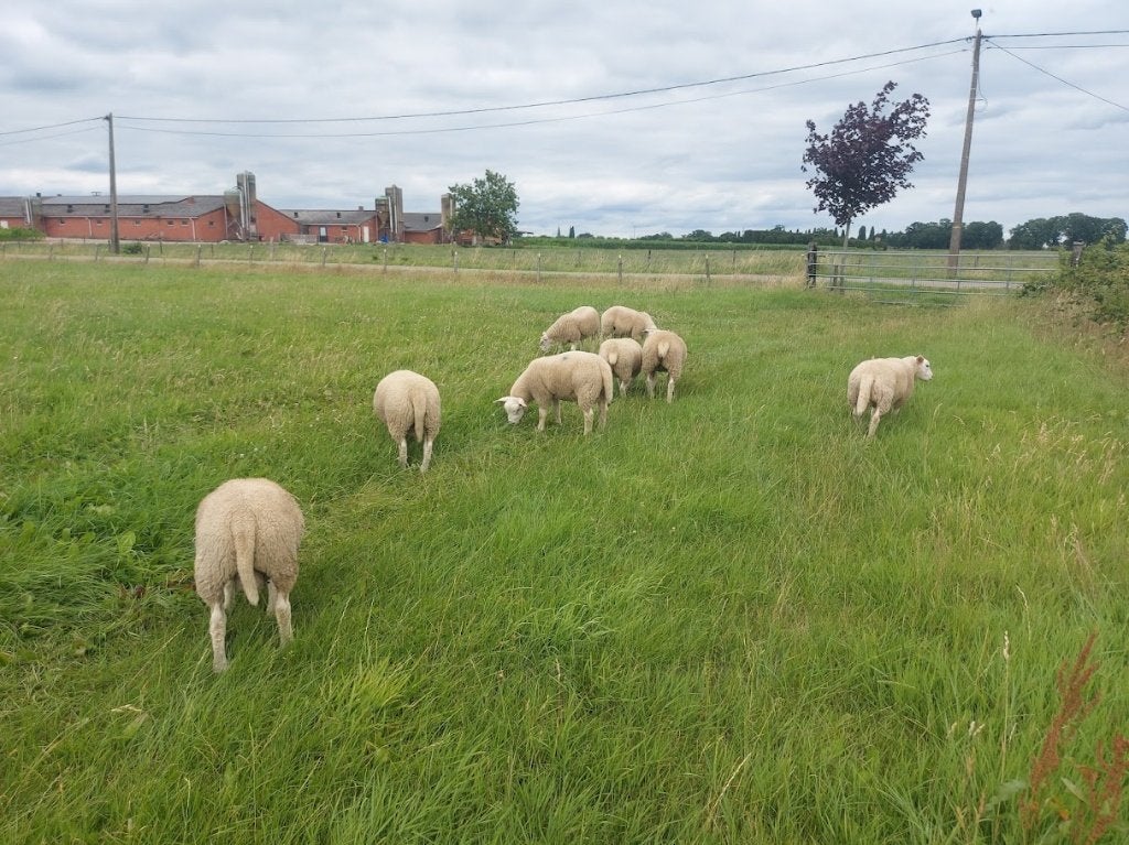 français Texel Dekrammen, Animaux & Accessoires, Moutons, Chèvres & Cochons, Mouton, Mâle, 0 à 2 ans