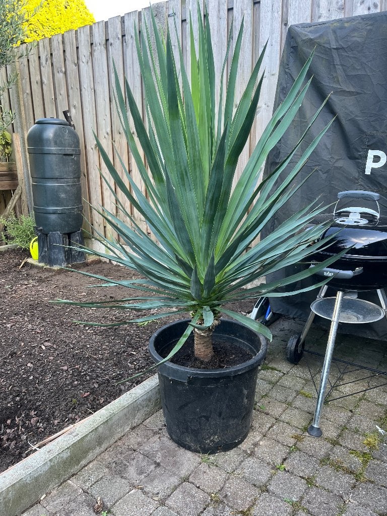 Planten, Ophalen