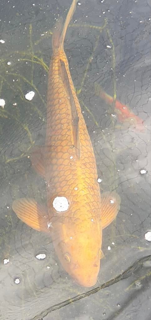 Japanse koi 30+, Dieren en Toebehoren