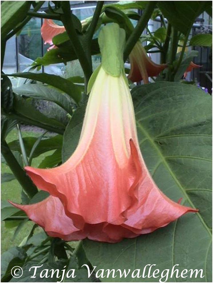Rode Brugmansia planten (Enkelbloemig), Autres espèces, Plein soleil, Été, Enlèvement