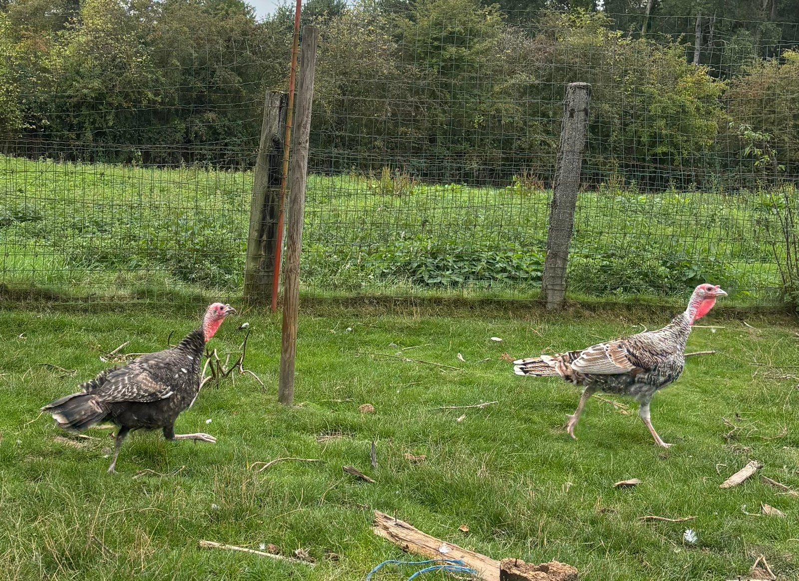 Couple de dindes de Ronquières, Plusieurs animaux, Dinde