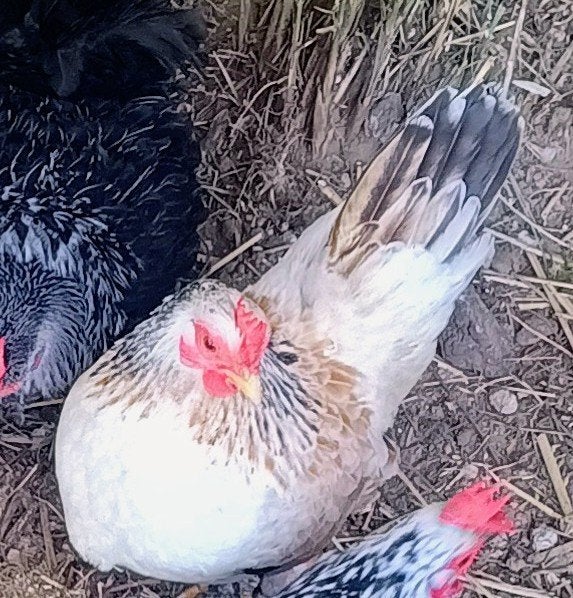 Chabo, Animaux & Accessoires, Volatiles, Plusieurs animaux, Poule ou poulet