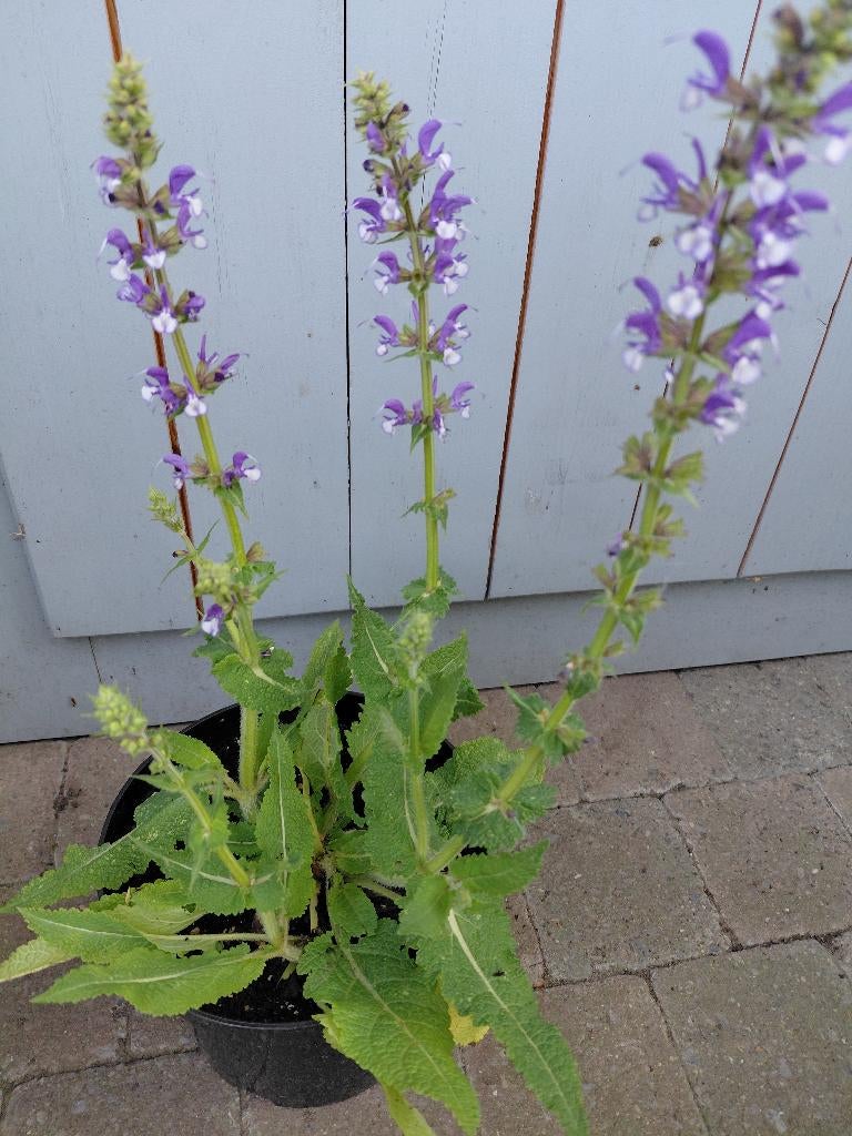 Salvia Azure Snow, Tuin en Terras, Planten | Tuinplanten, Ophalen