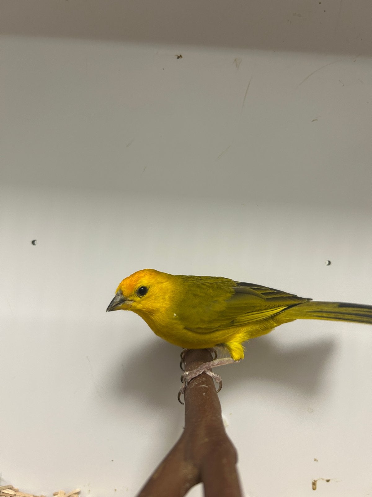 1-1 grote saffraanvink ( in nl ), Animaux & Accessoires, Oiseaux | Oiseaux Autre, Oiseau tropical, Plusieurs animaux, Bagué