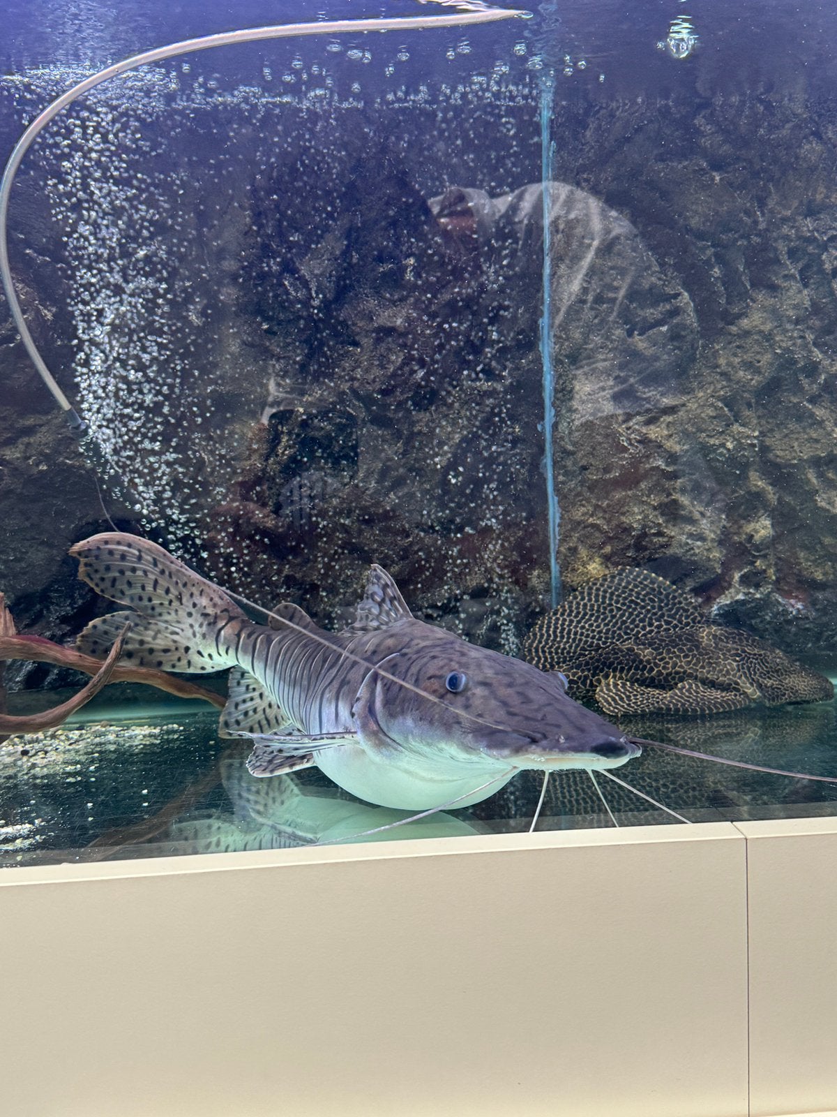 Tiger shavelnouse catfish tussen 50cm & 60cm, Dieren en Toebehoren, Vissen | Aquariumvissen, Vis